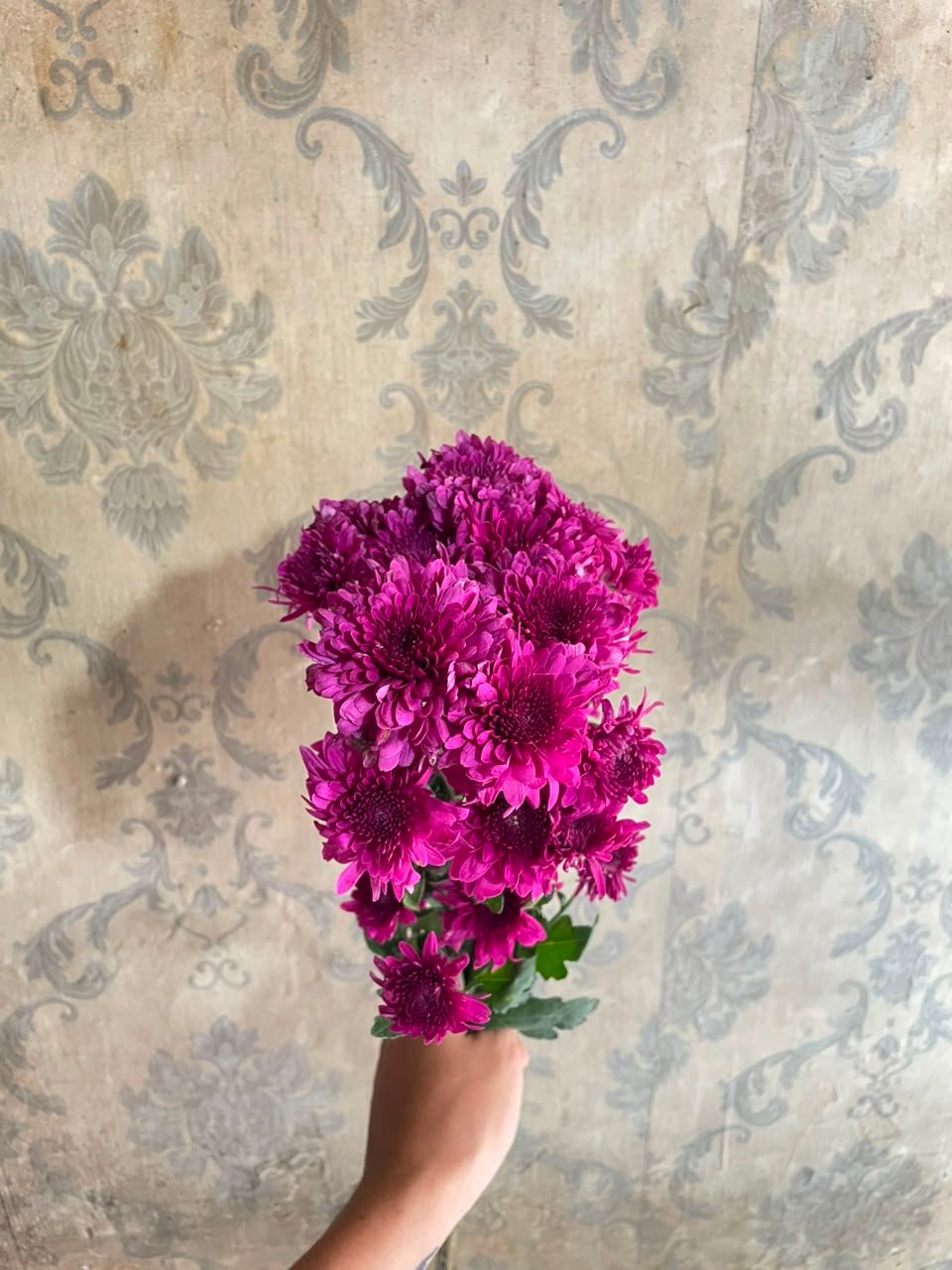 Bunga Krisan Aster Ungu Tua