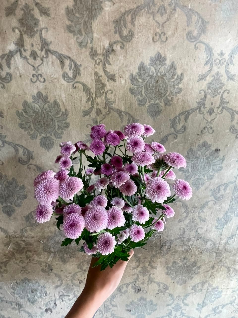 Bunga Krisan Mikro Soft Purple