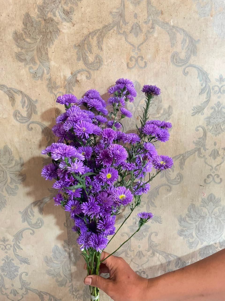Bunga Aster Ungu