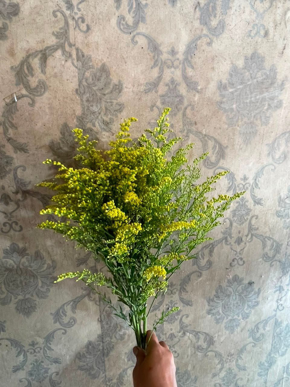 Bunga Solidago (Pikok Kuning)